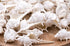 white spiky murex shell 1 Kg